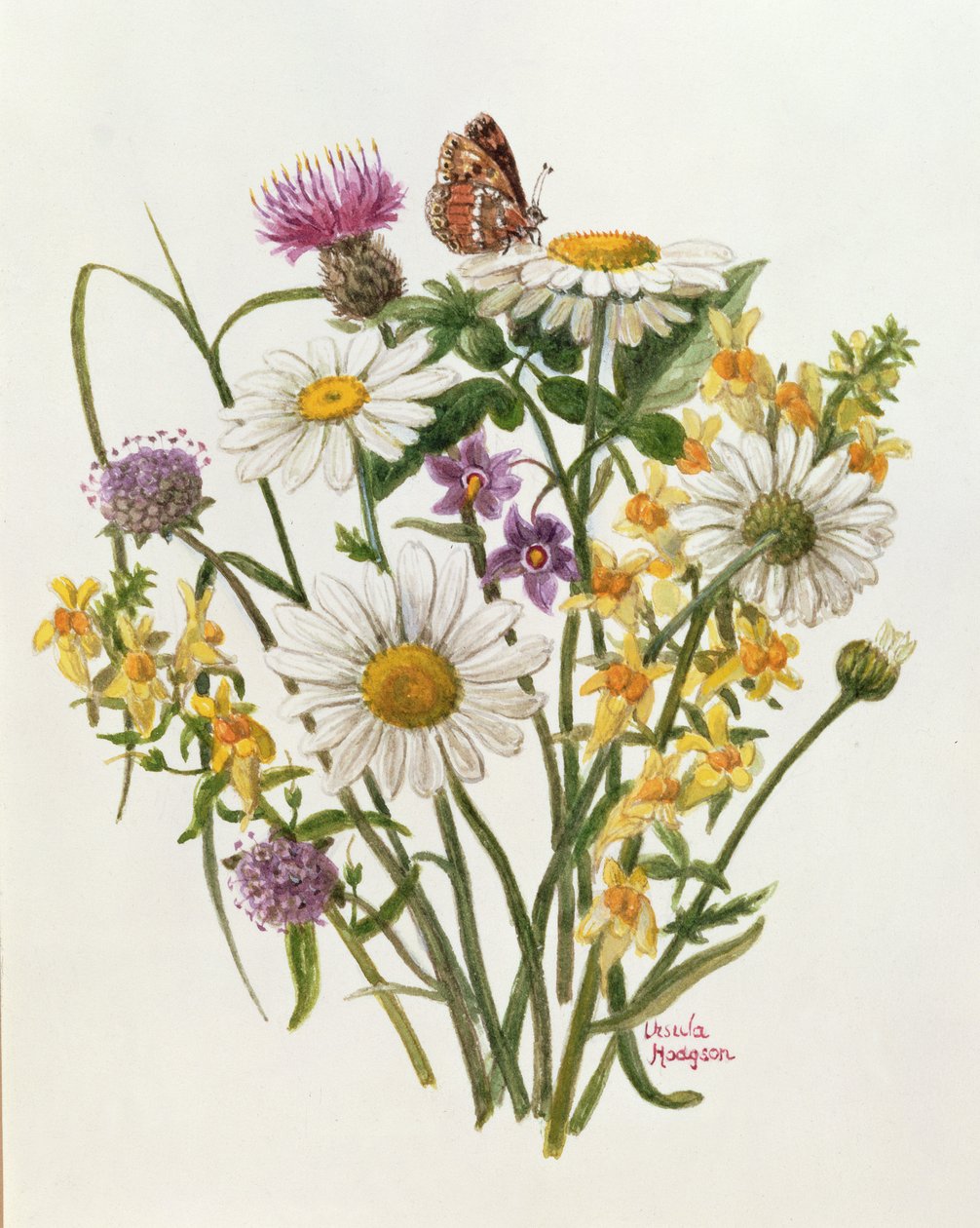 Knapweed, Ox-eye Daisy og Toad Flax (wc på papir) af Ursula Hodgson