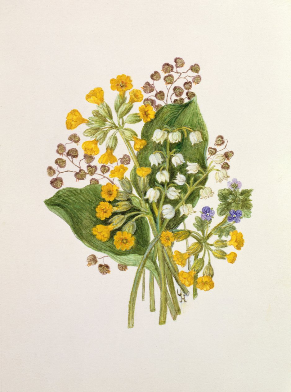 Lily of the Valley og Cowslips (wc på papir) af Ursula Hodgson