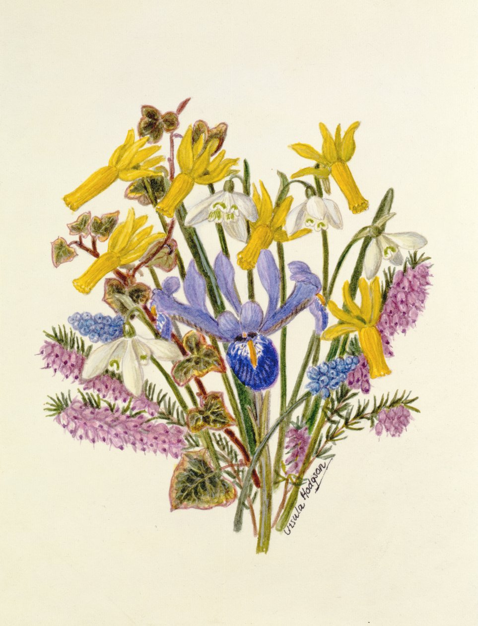 Vintergæk, Narcissus Cyclamineus, Iris Reticulata og Grape Hyacinth (wc på papir) af Ursula Hodgson