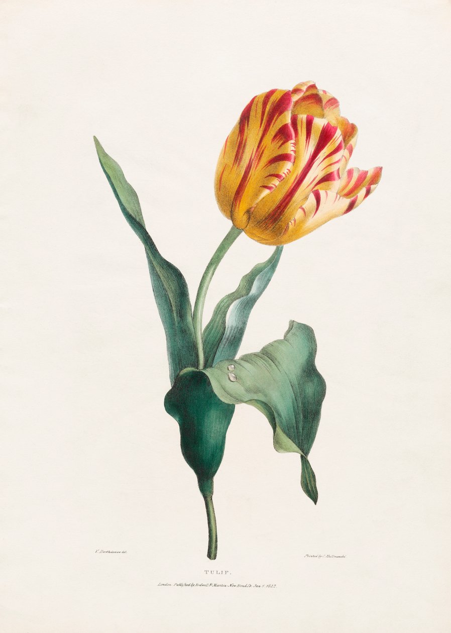 Antik tulipantryk af Valentine Bartholomew af Valentine Bartholomew