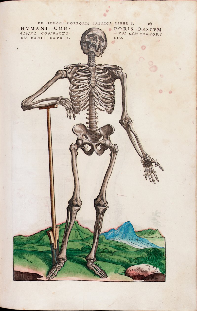 Humani Corporis Ossium, illustration from "De Humani Corporis Fabrica Libri Septem" by Andreas Vesaliusdani af Venetian School