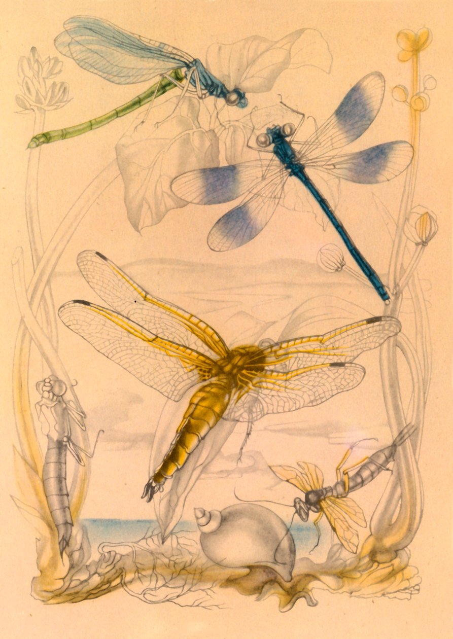 Dragonflies, c1930