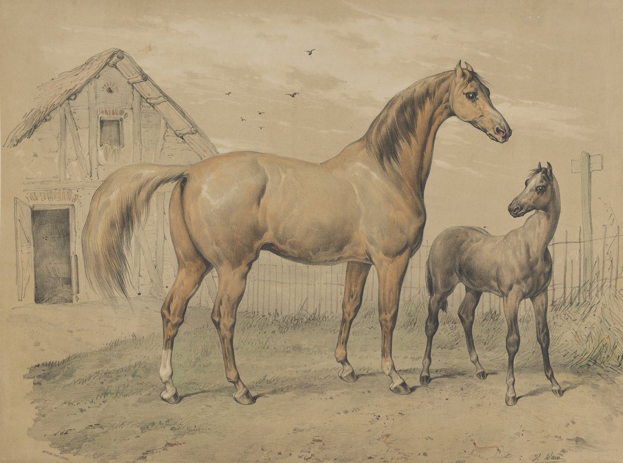 Hoppe og føl, 1800-tallet. af Victor Adam