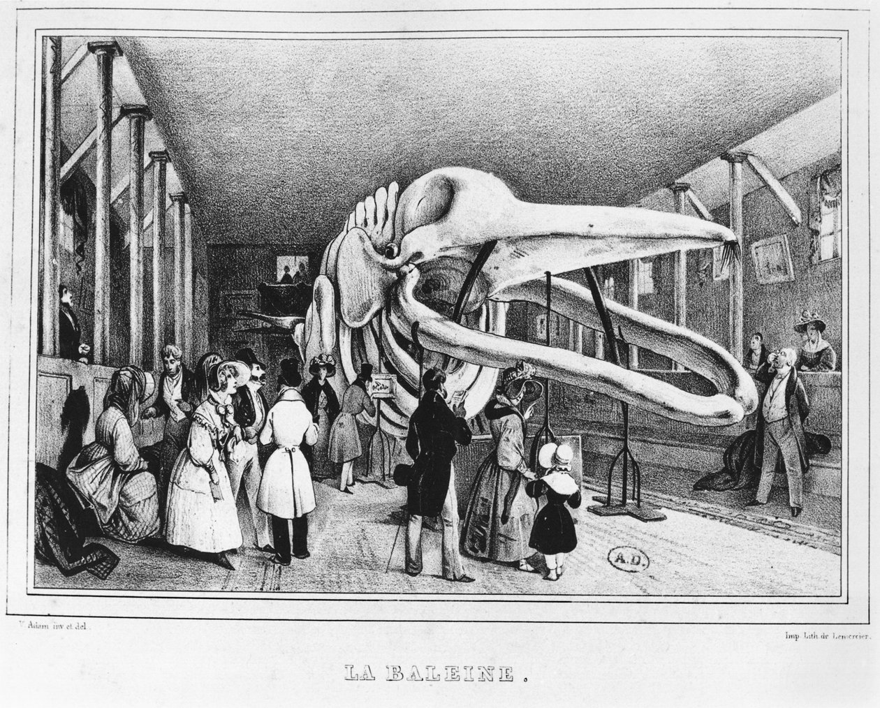 Hvalen på Naturhistorisk museum i Paris, ca. 1840 af Victor Adam
