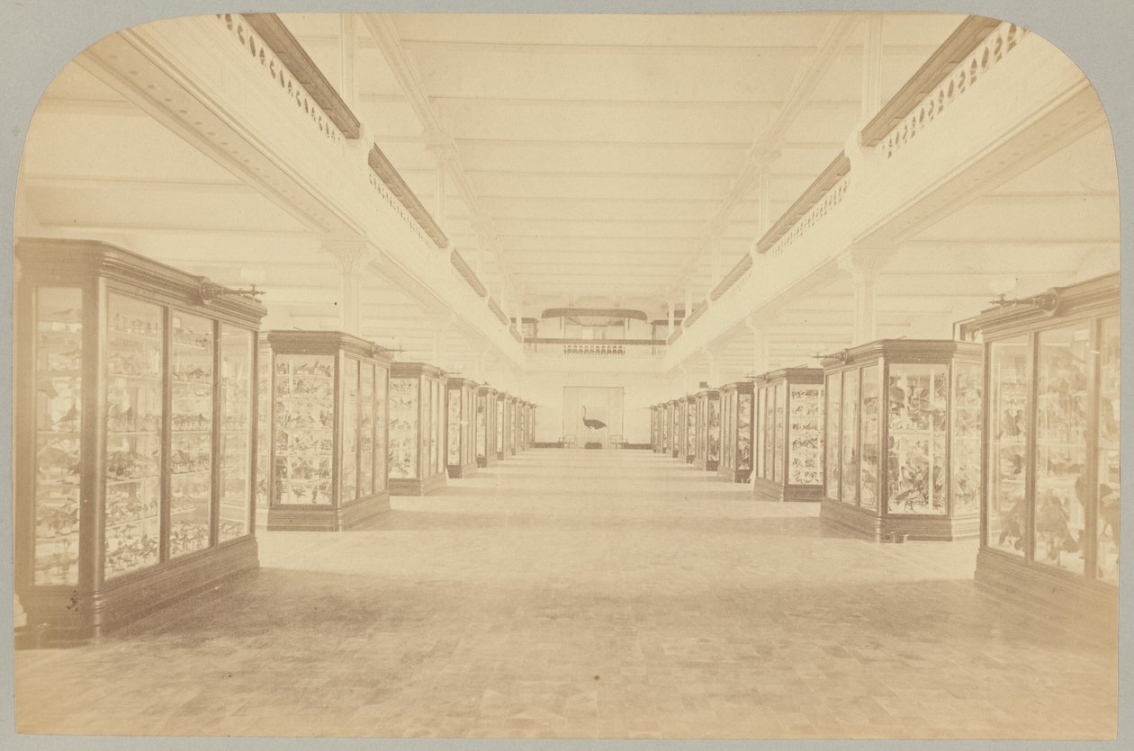 Pl. III. Hovedhistorie: Fugle af Victor Prevost, Gaston L. Feuardent and Co., New York