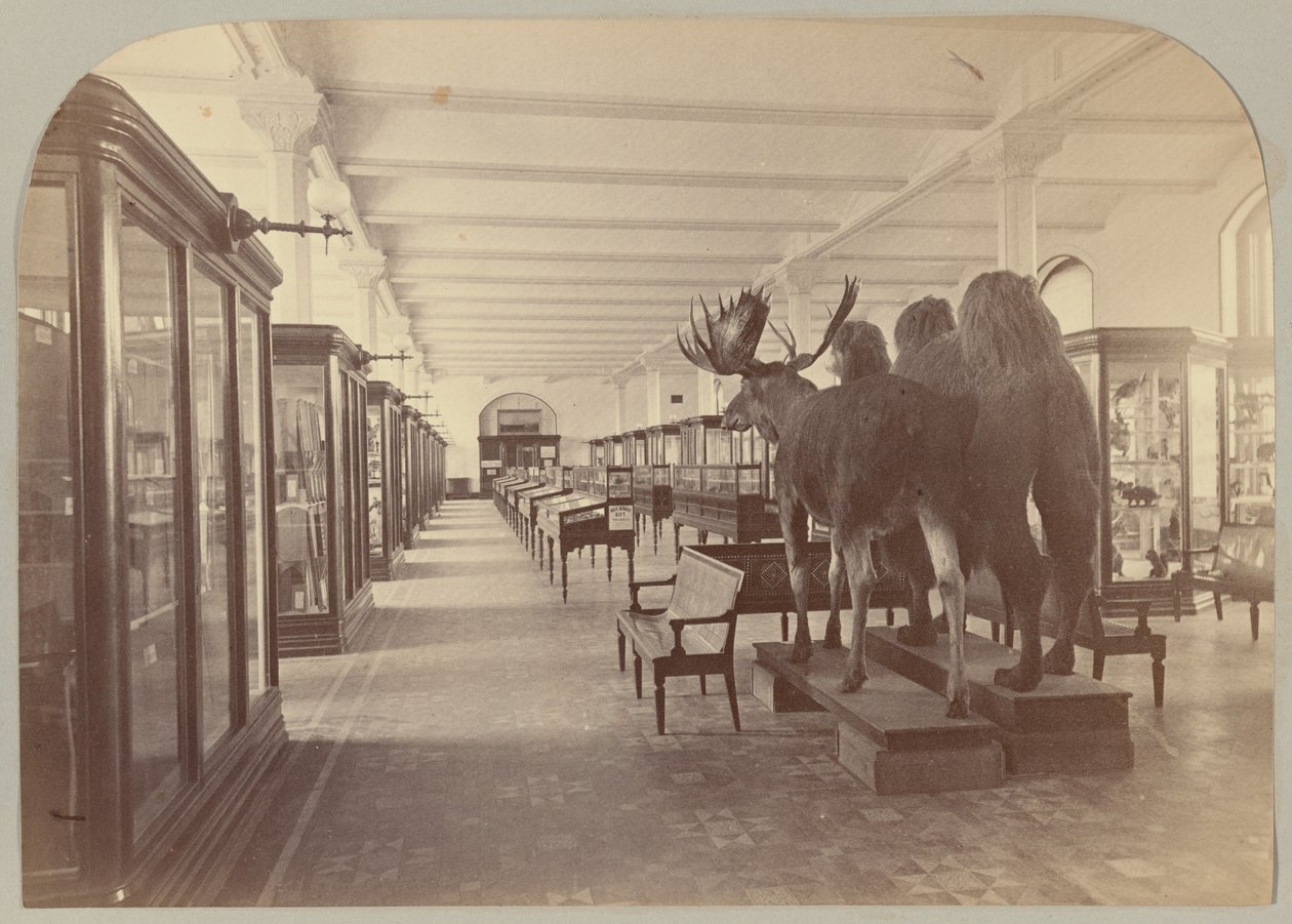 Pl. II. Nederste historie: Pattedyr af Victor Prevost, Gaston L. Feuardent and Co., New York
