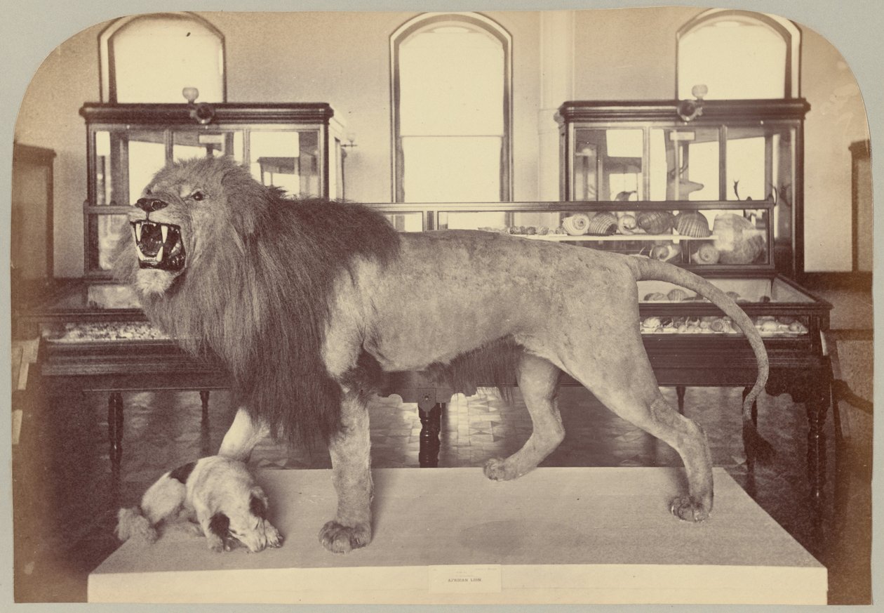Pl. IX. afrikansk løve af Victor Prevost, Gaston L. Feuardent and Co., New York