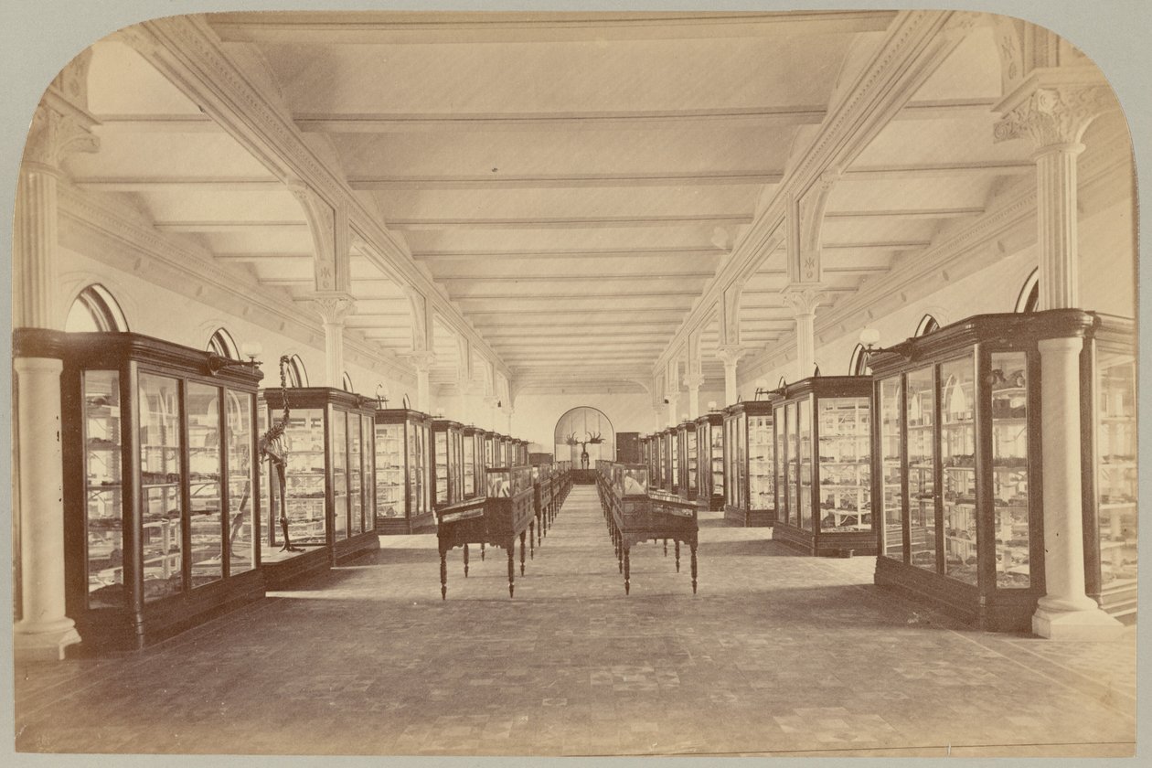 Pl. V. Øvre Historie: Fossiler af Victor Prevost, Gaston L. Feuardent and Co., New York