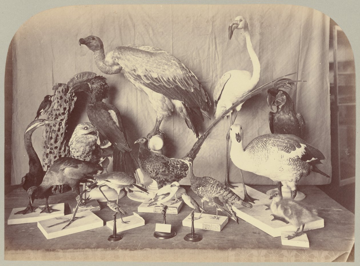 Pl. XIII. Fugle af Victor Prevost, Gaston L. Feuardent and Co., New York