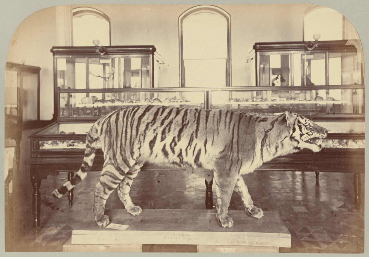 Pl. XI. Bengalske tiger af Victor Prevost, Gaston L. Feuardent and Co., New York