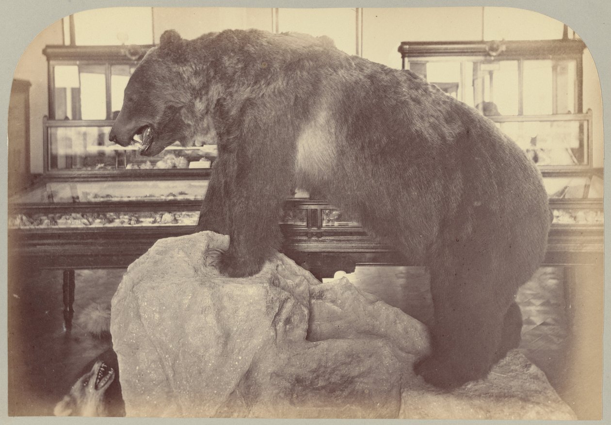 Pl. X. Grizzlybjørn af Victor Prevost, Gaston L. Feuardent and Co., New York