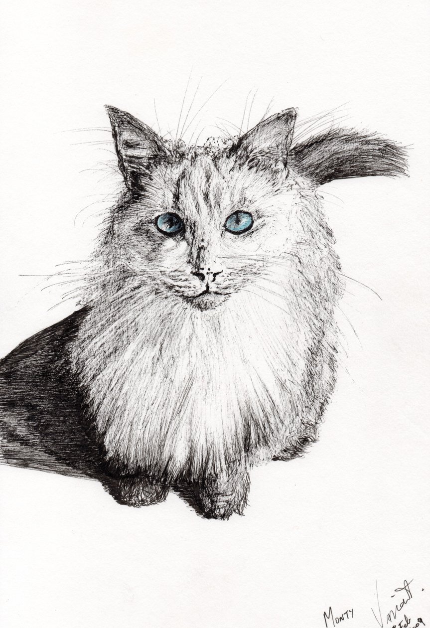 Monty, 2009, (blæk på papir) af Vincent Alexander Booth
