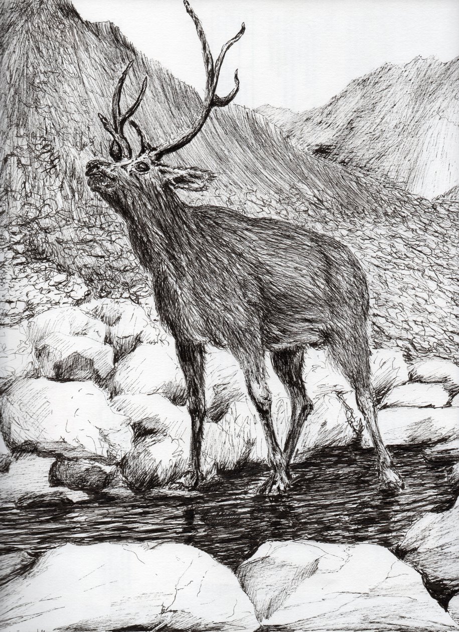 Stag, 2011, (blæk på papir) af Vincent Alexander Booth
