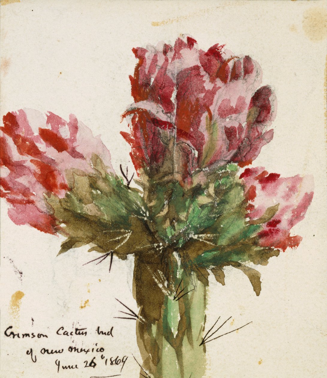Crimson Cactus Bud of New Mexico, 1869 (wc på papir) af Vincent Colyer