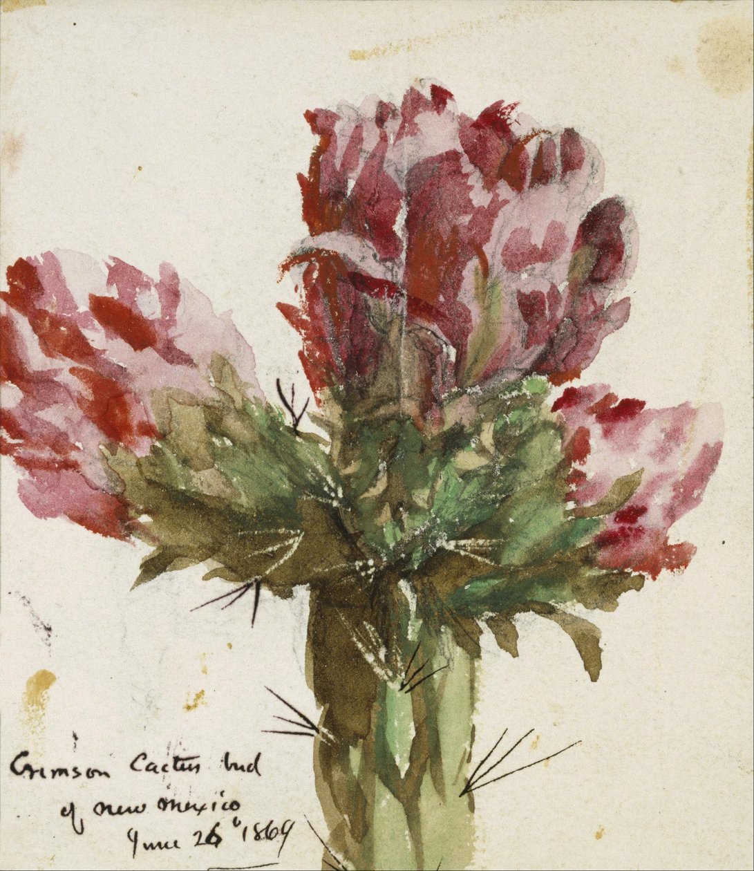 Crimson Cactus knop i New Mexico af Vincent Colyer