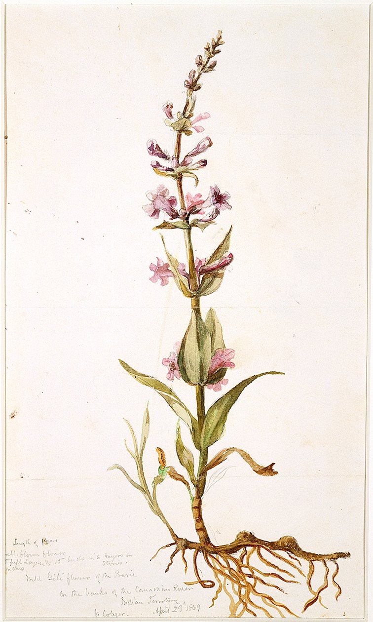 Wild Gili Flower of the Prairie på bredden af den canadiske flod, Indian Territory, 1869 (wc på papir) af Vincent Colyer