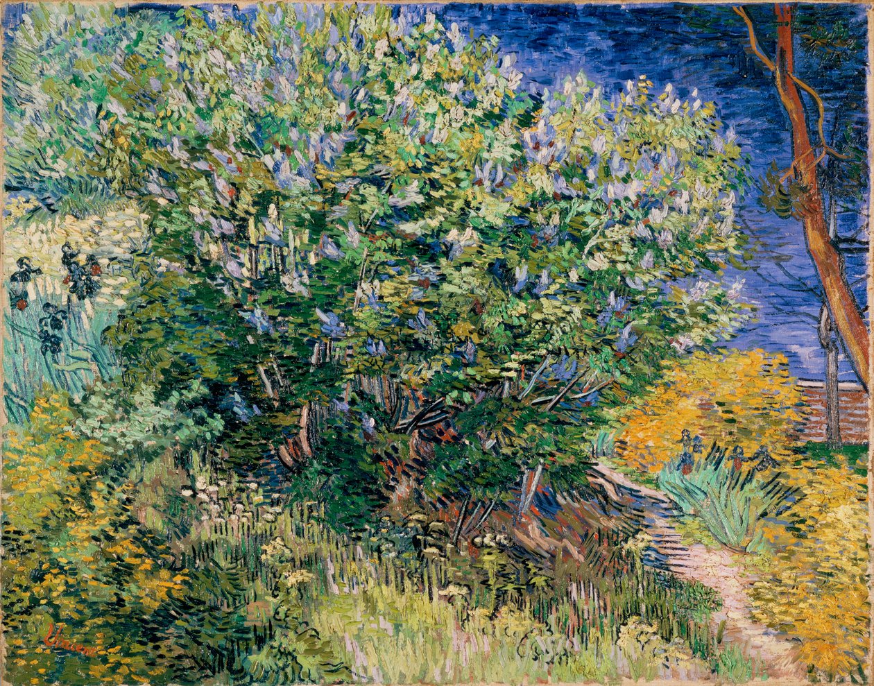 Lilac Bush (Lilacs) af Vincent van Gogh