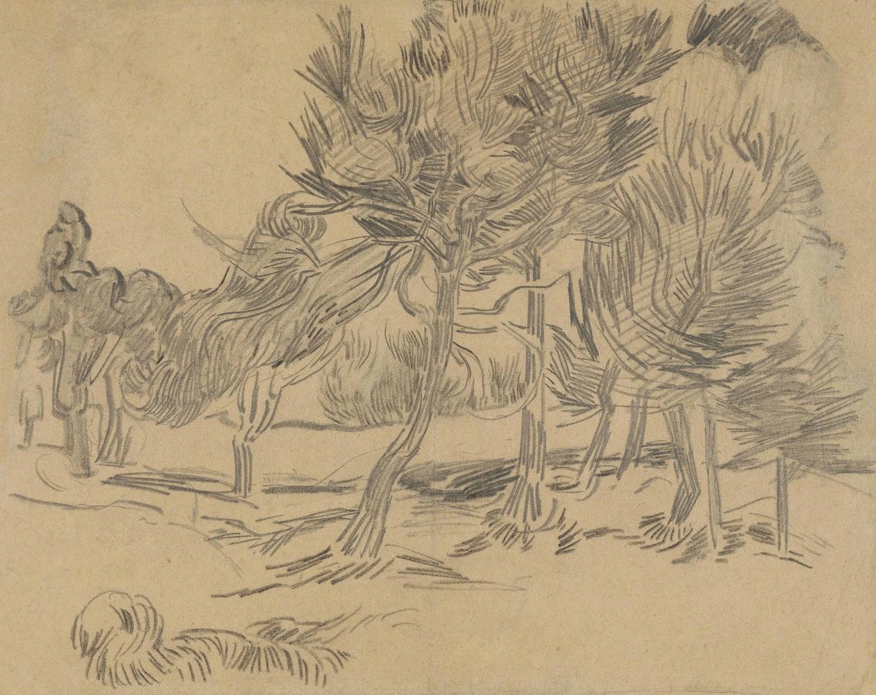 En gruppe fyrretræer af Vincent van Gogh