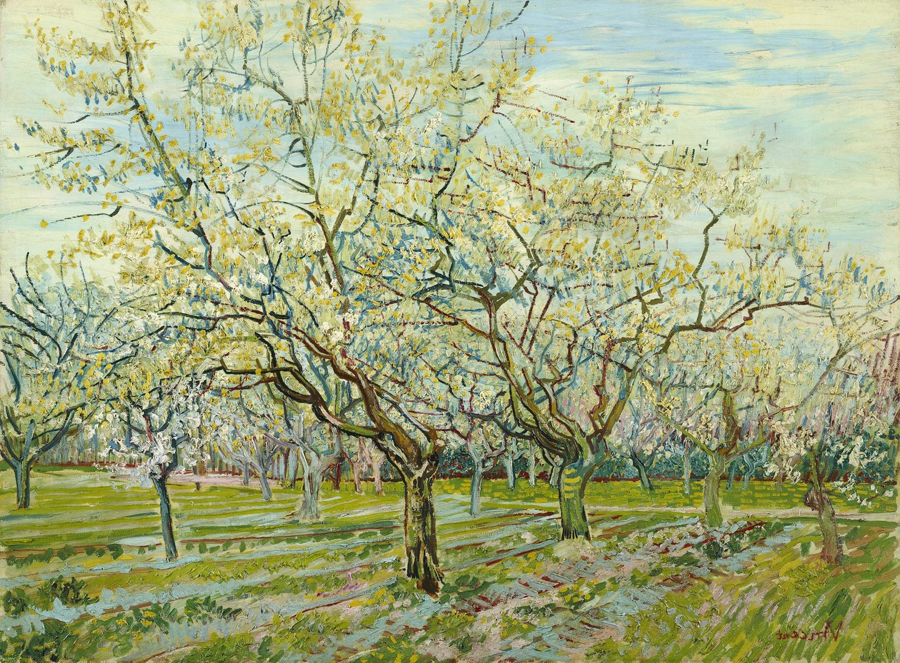Den hvide frugtplantage af Vincent van Gogh