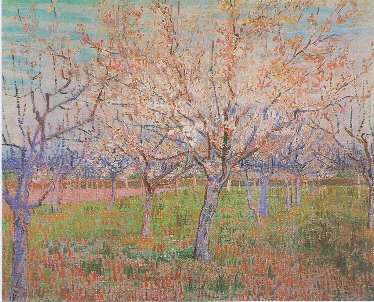 Frugthave med blomstrende abrikostræer af Vincent van Gogh