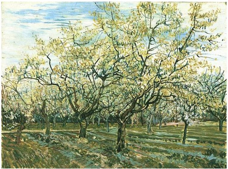 Frugtplantage med blomstrende blommetræer af Vincent van Gogh