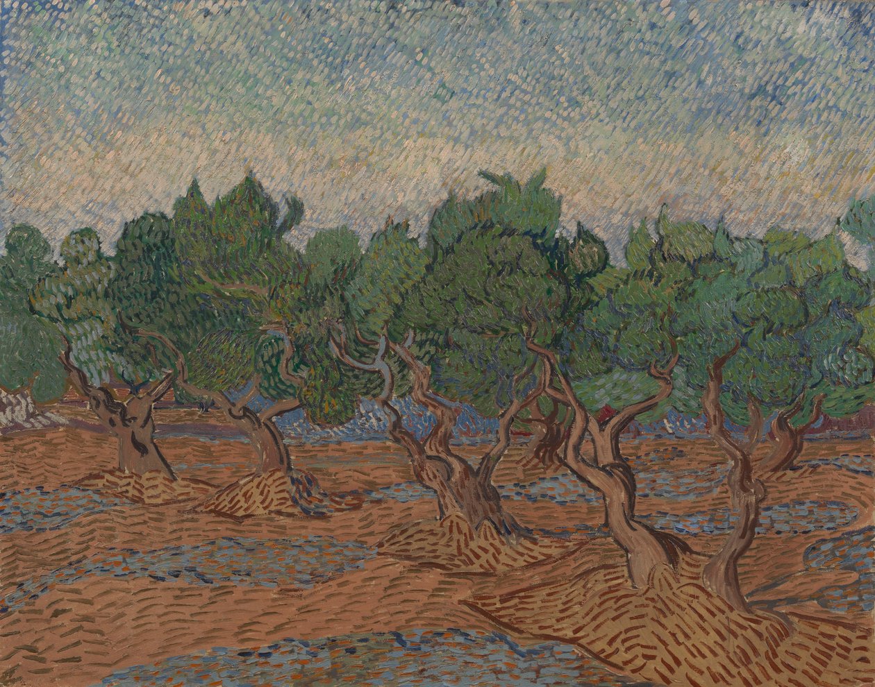 Olive Grove af Vincent van Gogh