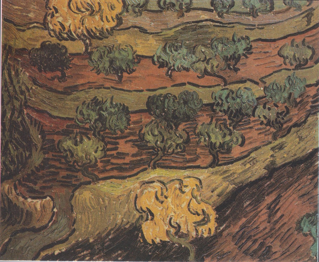 Oliventræer på en bakke af Vincent van Gogh