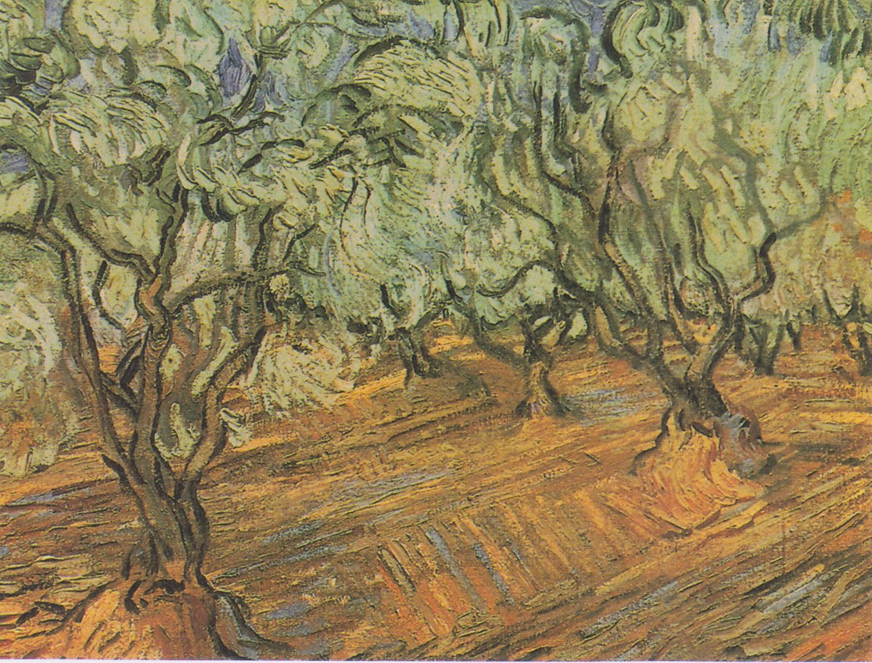 Olivenlund med blå himmel af Vincent van Gogh