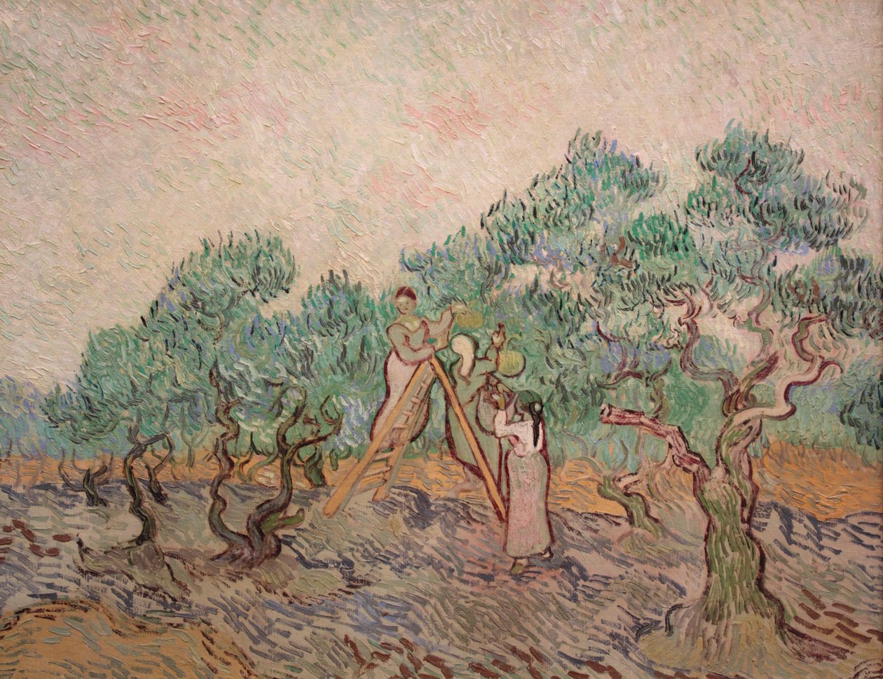 Olivenplantagen af Vincent van Gogh