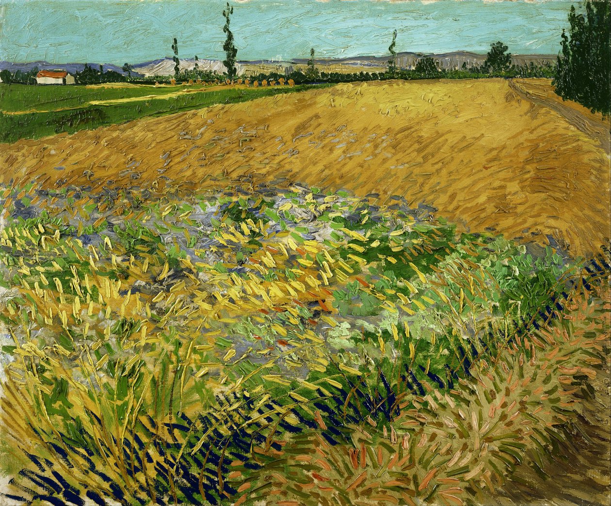 Hvedemark af Vincent van Gogh