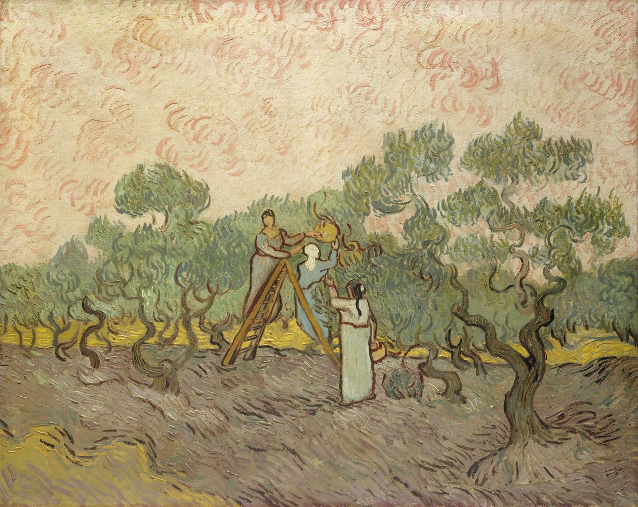 Kvinder plukker oliven af Vincent van Gogh