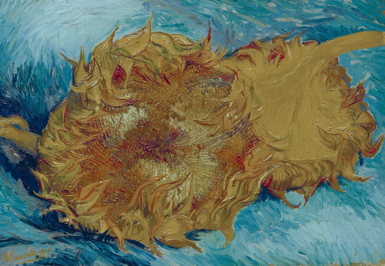 To afskårne solsikker af Vincent van Gogh