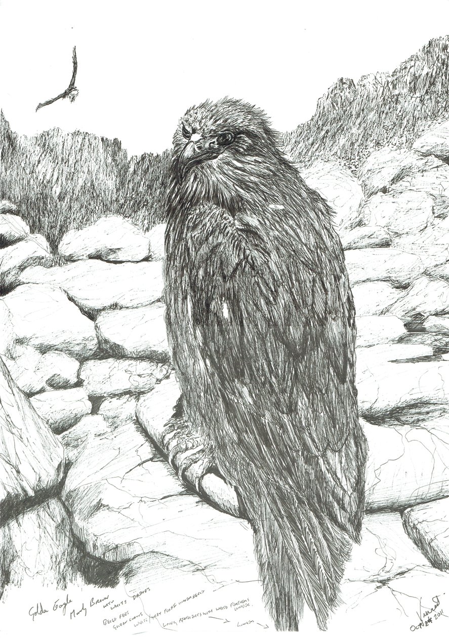 Eagles of the Highlands, 2011 af Vincent Alexander Booth
