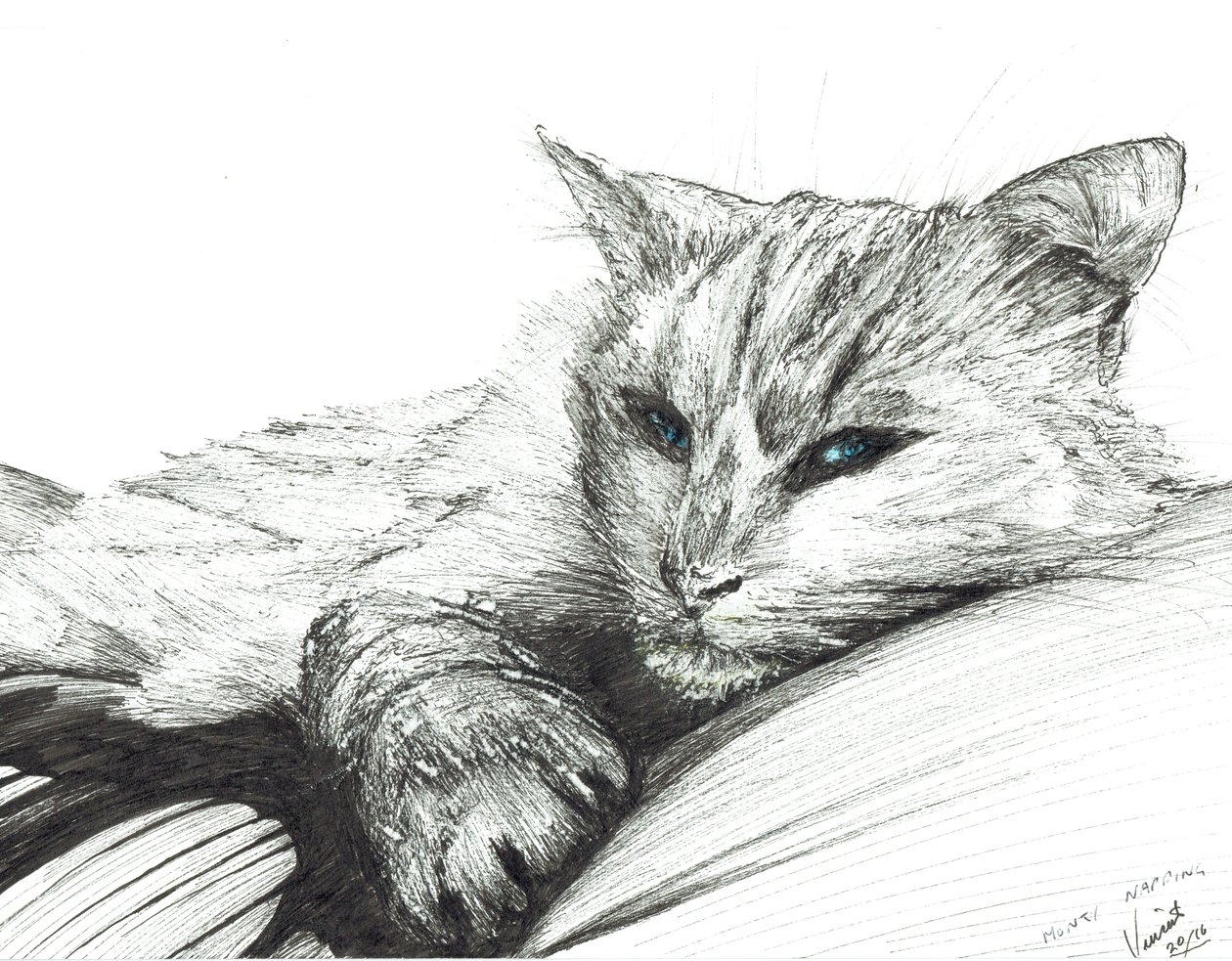 Monty,napping, 2016, (blæk på papir) af Vincent Alexander Booth