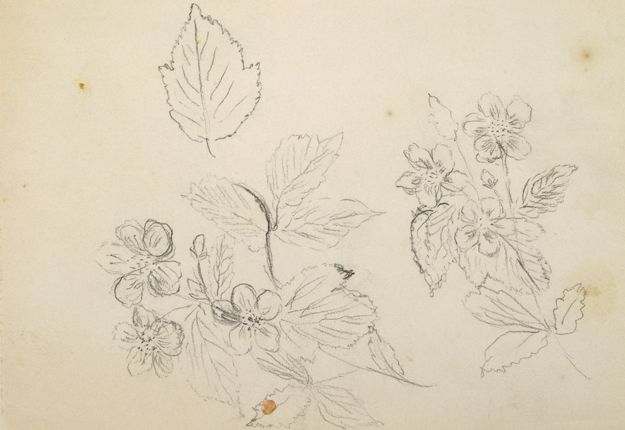 Recto: Blomsterstudie, 1869-1871 af Vincent Colyer