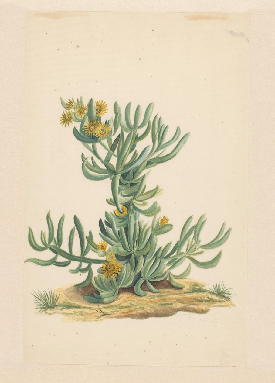 IJskruid (titel på objekt) af Vincent Jansz. van der Vinne (attributed to)