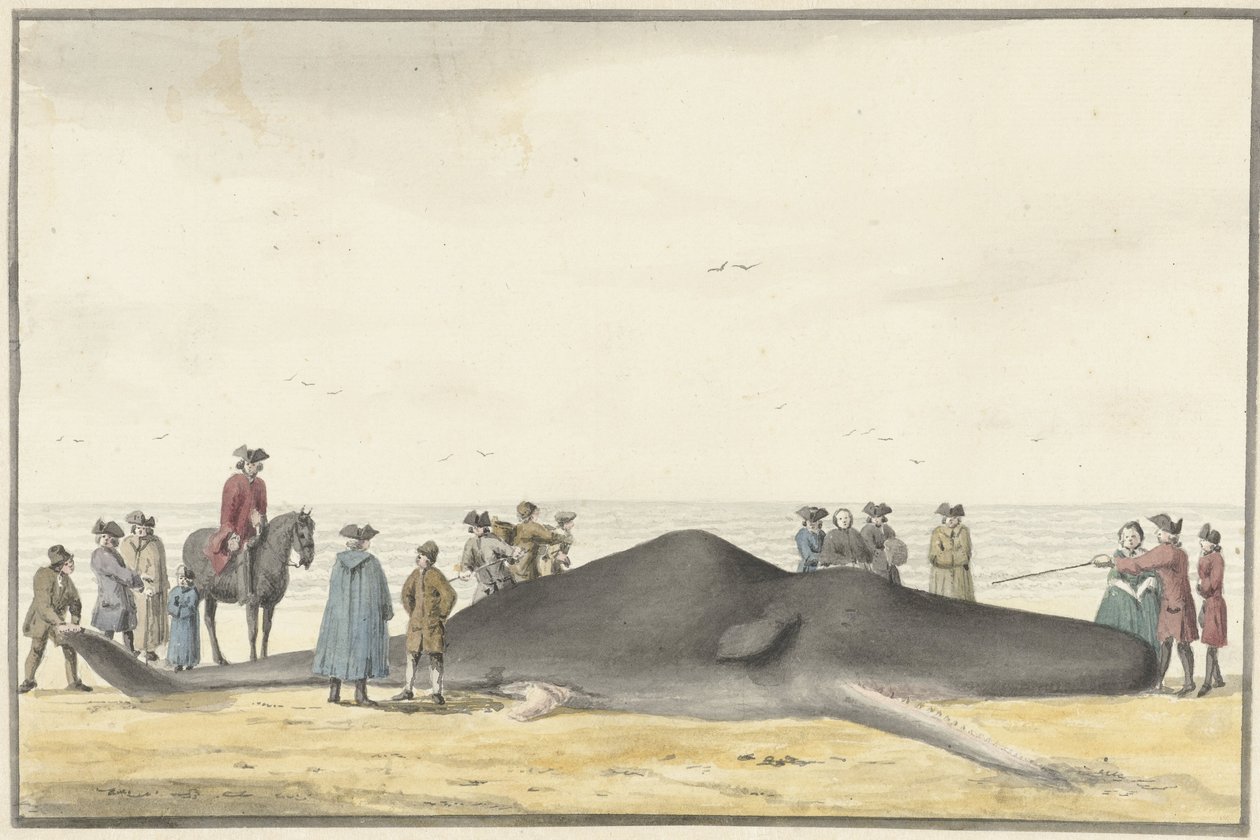 Opvasket kaskelothval (cachelot) på stranden mellem Zandvoort og Wijk aan Zee, 20. februar 1762, set forfra af Vincent Jansz. van der Vinne