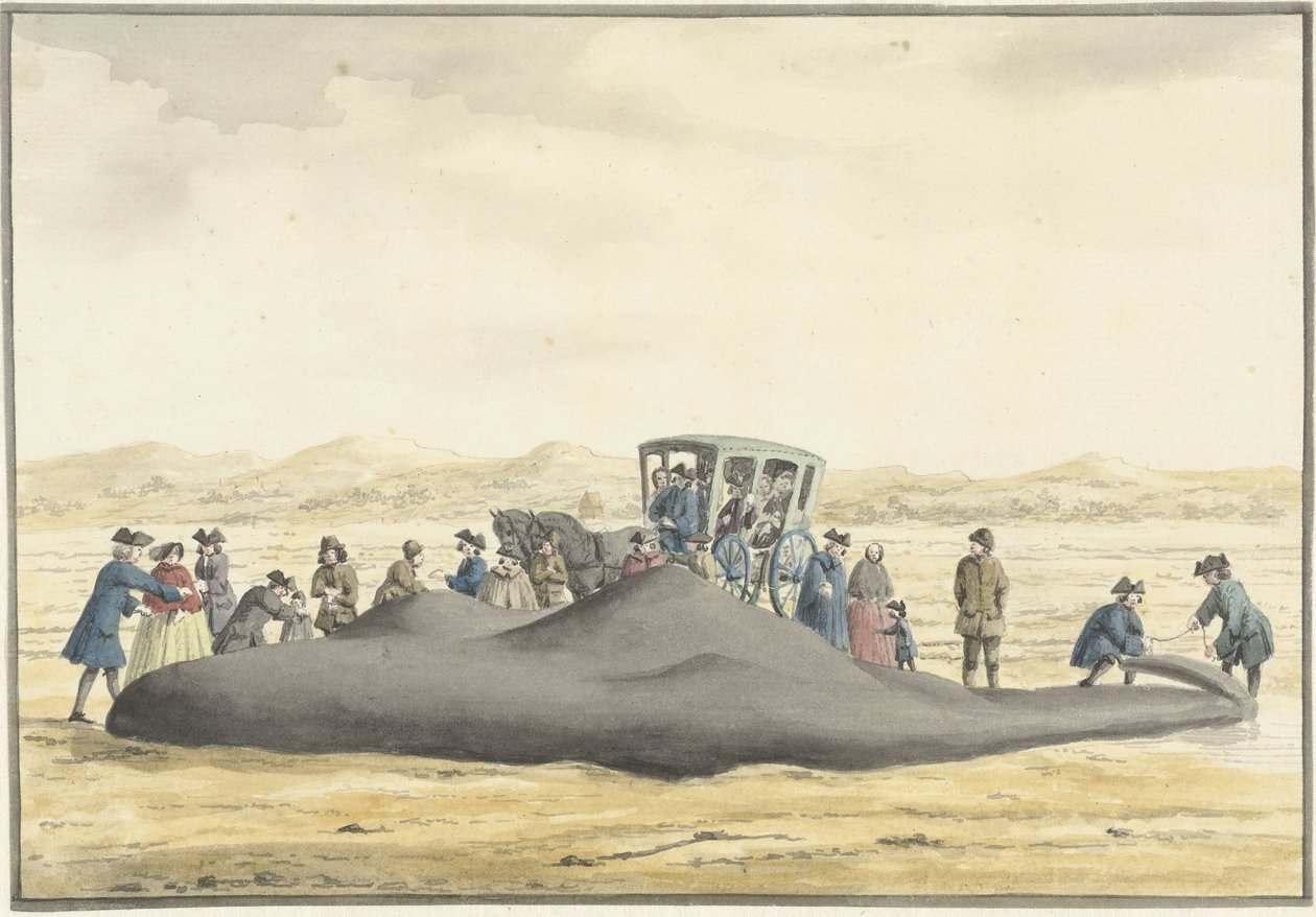 Kaskelot skyllet op på stranden mellem Zandvoort og Wijk aan Zee, 20. februar 1762, set bagfra af Vincent Jansz. van der Vinne