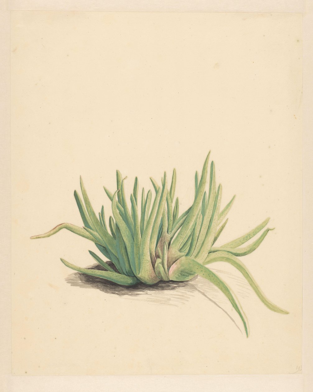 IJskruid (titel på objekt) af Vincent Jansz. van der Vinne