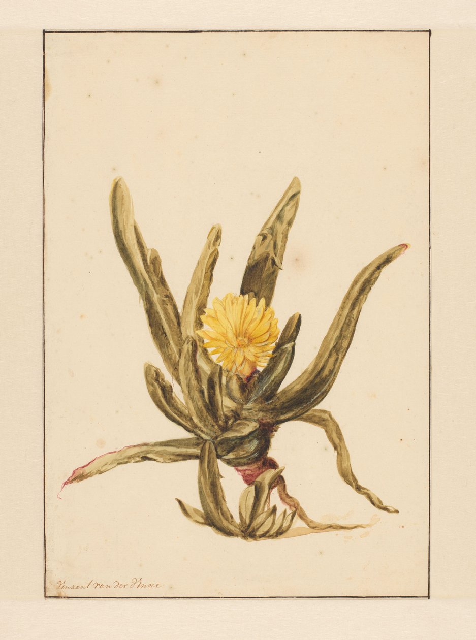 Isurt med gule blomster (titel på objekt) af Vincent Jansz. van der Vinne