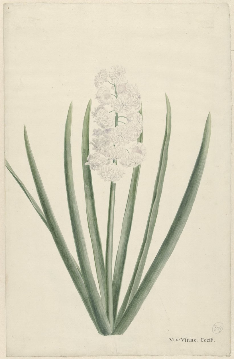 hvid hyacint af Vincent Jansz. van der Vinne