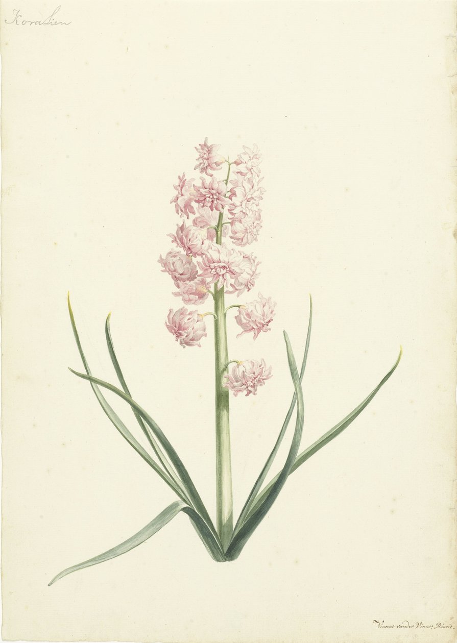 Hyacint Coralien af Vincent Laurensz. van der Vinne (II)