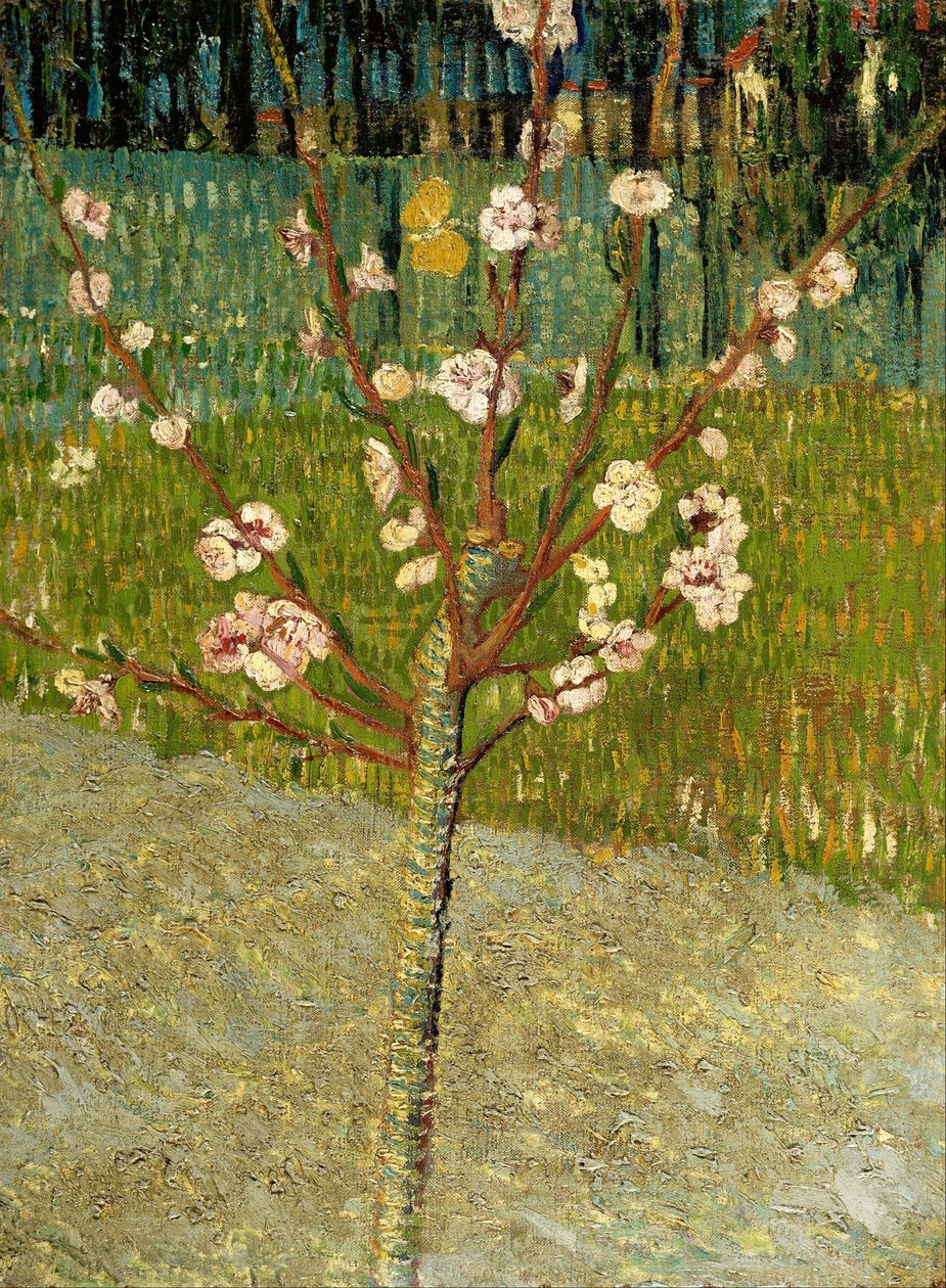 Mandeltræ i blomst af Vincent van Gogh