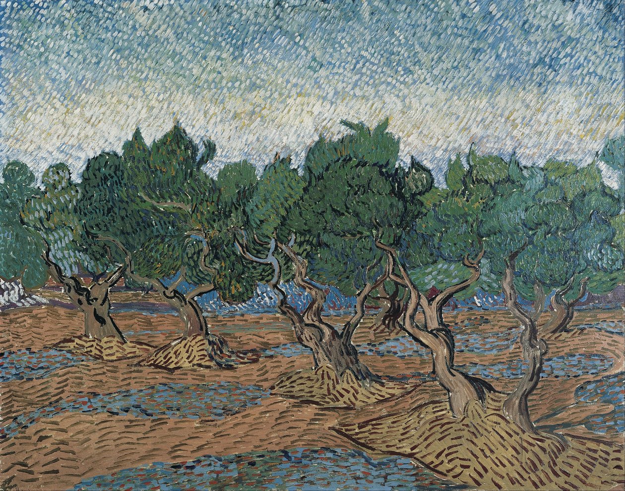 Olivenlund af Vincent van Gogh