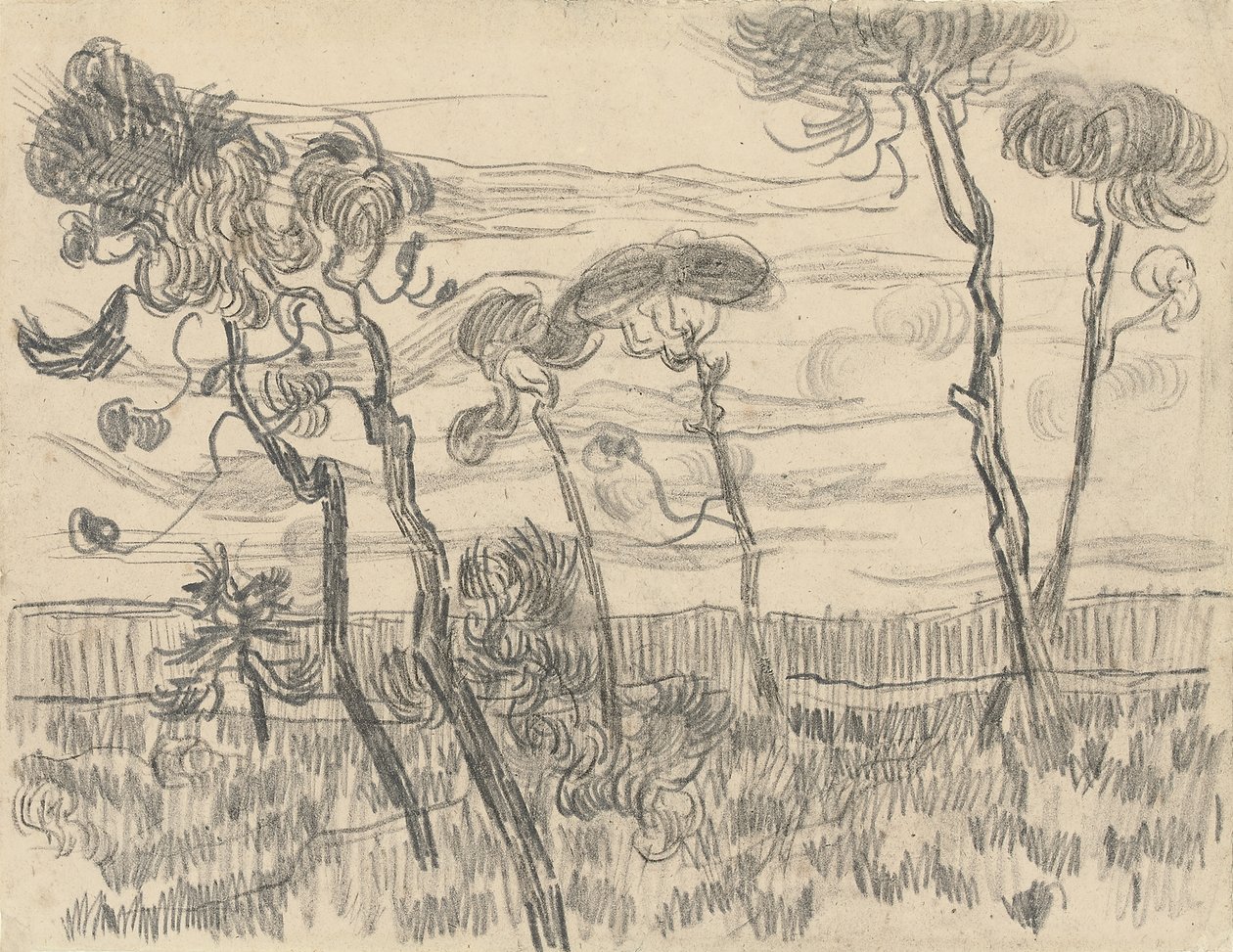 Seks fyrretræer nær indhegningsvæggen, 1899 af Vincent van Gogh