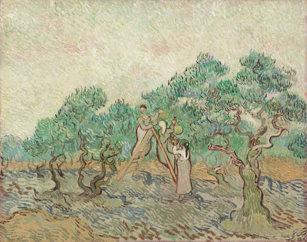 Olivenhaven af Vincent van Gogh