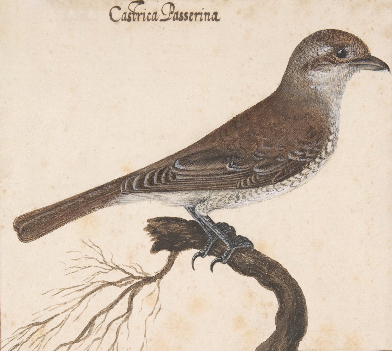 Castrica Passerina,. af Vincenzo Leonardi