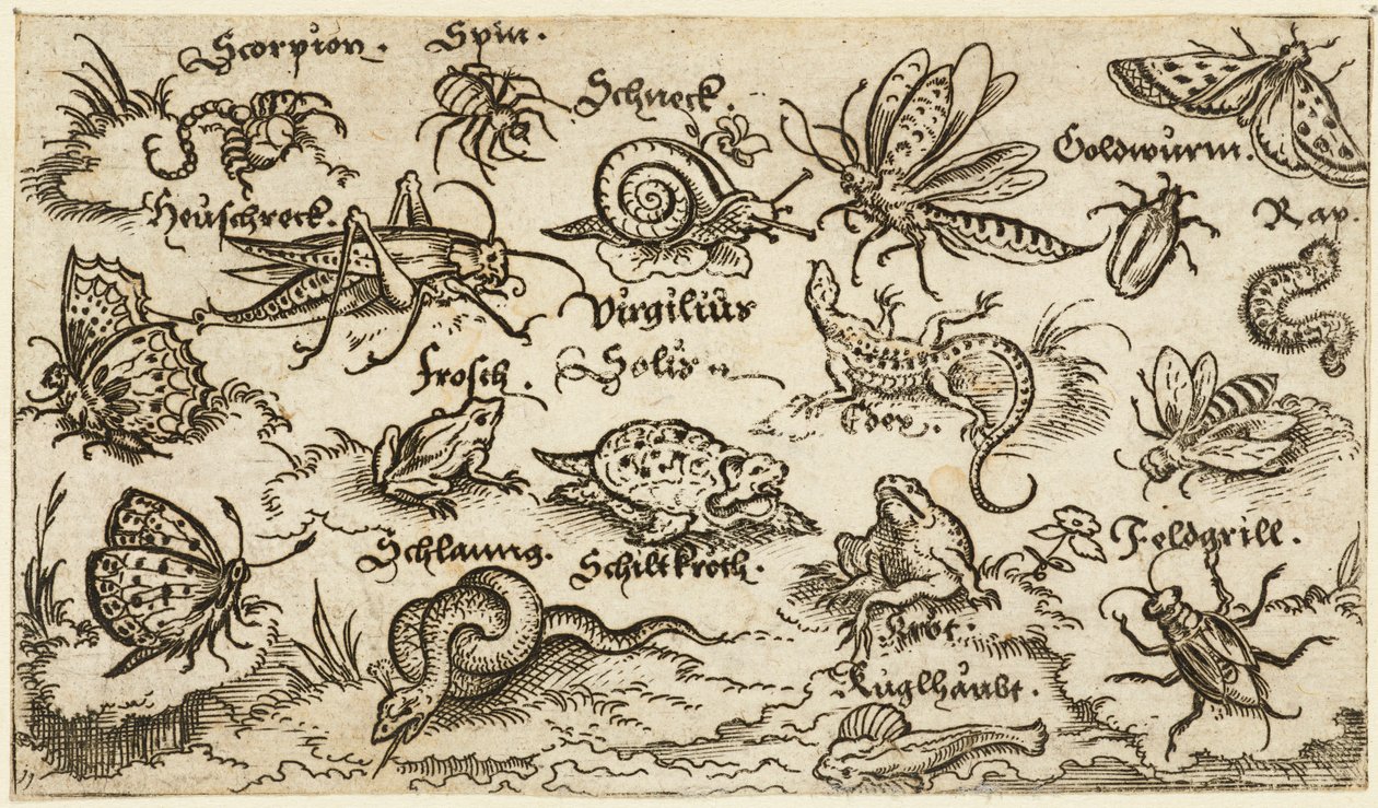 Insekter, krybdyr, snegle og fisk på minimal grund med vand i forgrunden..., 1572. af Virgil Solis