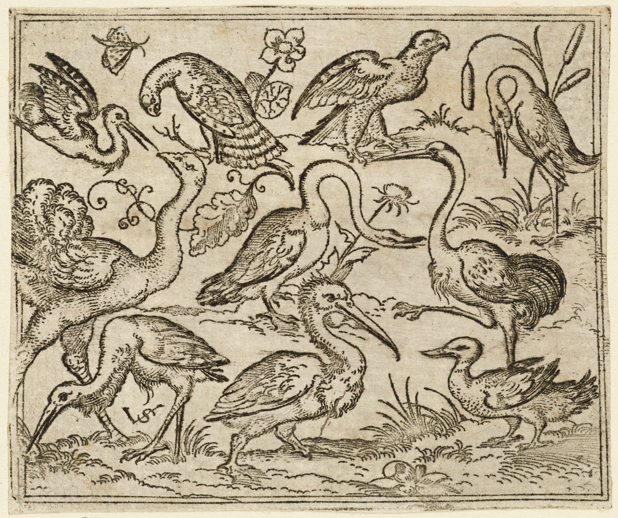 Struds på venstre side med ni andre fugle, inklusive en hejre og en pelikan..., 1557. af Virgil Solis