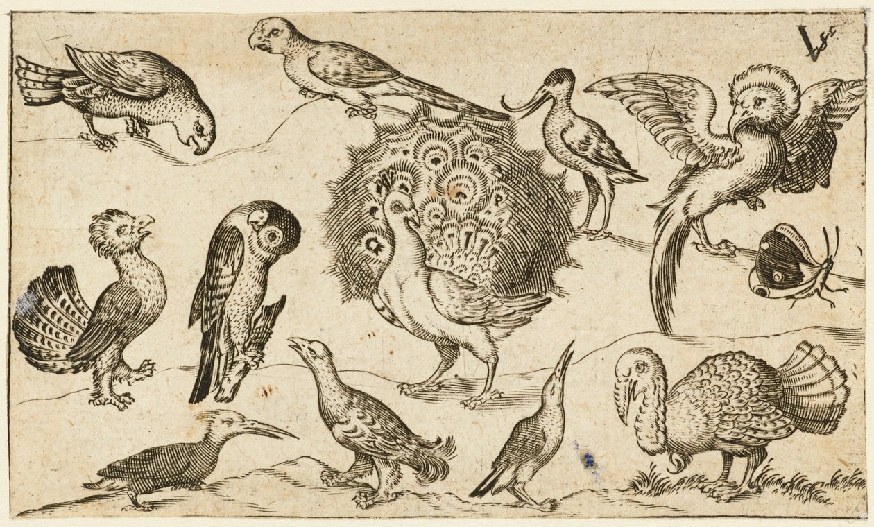 Påfugl i midten omgivet af ni andre fugle, inklusive en kalkun og en sommerfugl..., 1572. af Virgil Solis